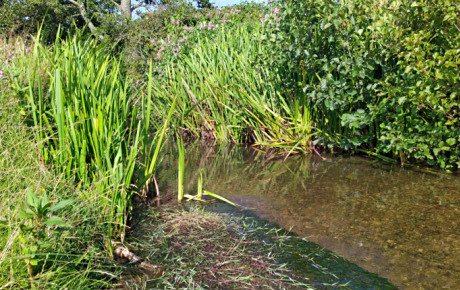 Behind the reeds